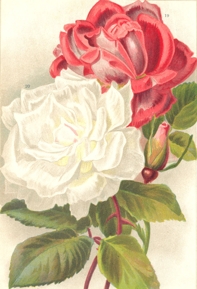 ROSES. Climbing Countess of Oxford; Innocent Pirola 1903 old antique print